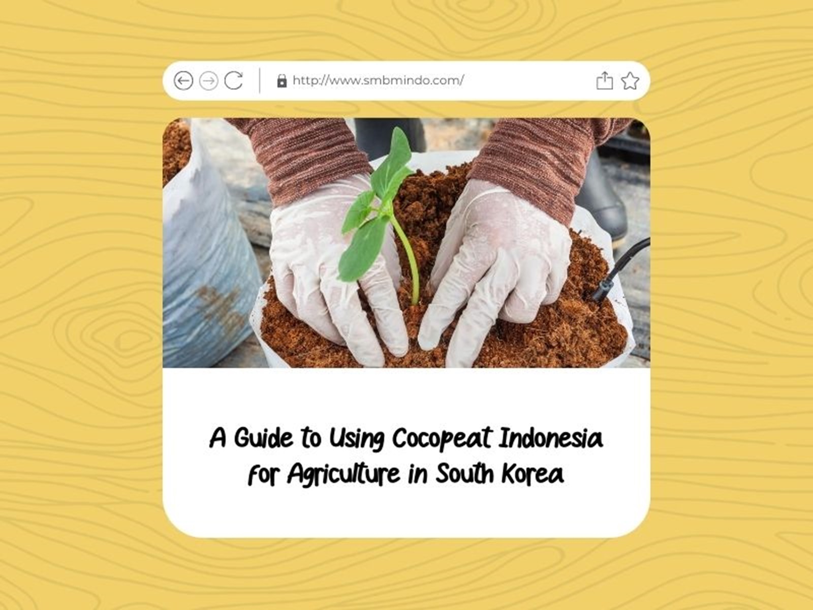 A Guide to Using Cocopeat Indonesia for Agriculture in South Korea