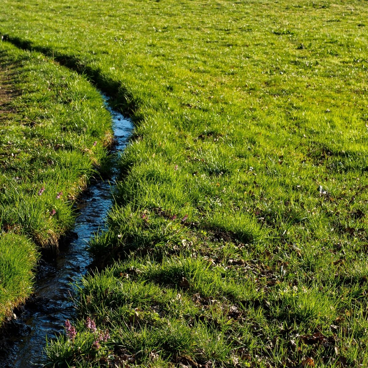 3. Maintain Proper Drainage